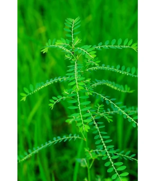 Chanca Piedra (Phyllanthus niruri) - Obličky, Detox - 500 mg, 60 kapsúl – Obrázok 3