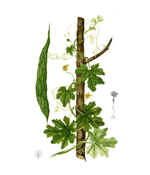 Karela (Horká tekvička) - Cukor, Trávenie - 500 mg, 60 kapsúl – Obrázok 3