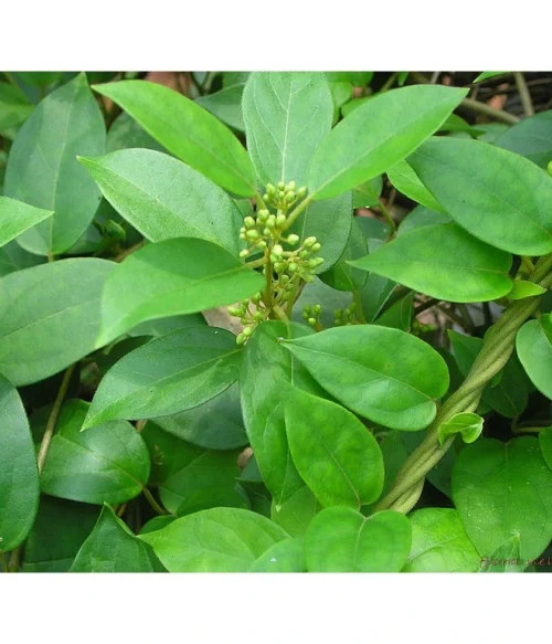 Gymnema Sylvestre (Gurmar) - Cukor, Metabolizmus - 500 mg, 60 kapsúl – Obrázok 4