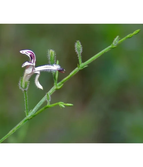 Indická Echinacea (Právenka latnatá) - Vírusy, Imunita - 500 mg, 60 kapsúl – Obrázok 3