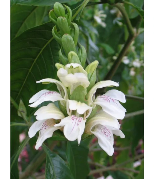 Vasaka - Dýchacie cesty, Kašeľ - 500 mg, 60 kapsúl – Obrázok 3