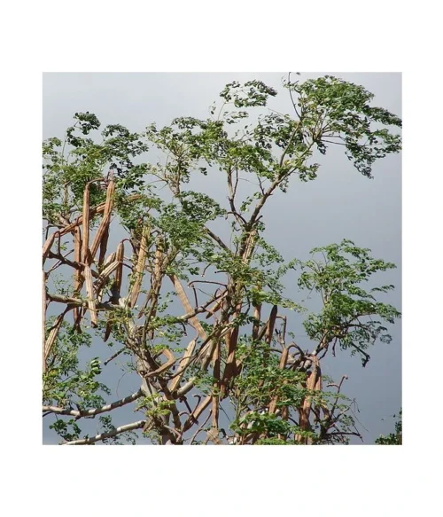 Moringa - Antioxidanty, Imunita - 500 mg, 60 kapsúl – Obrázok 4