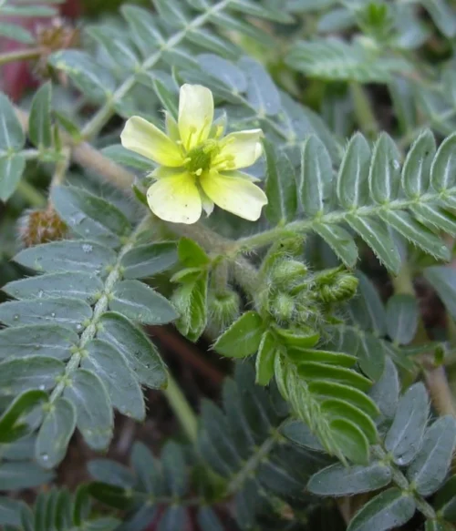 Male Support Formula - Vitalita, Potencia, Rovnováha - 500 mg, 60 kapsúl – Obrázok 3