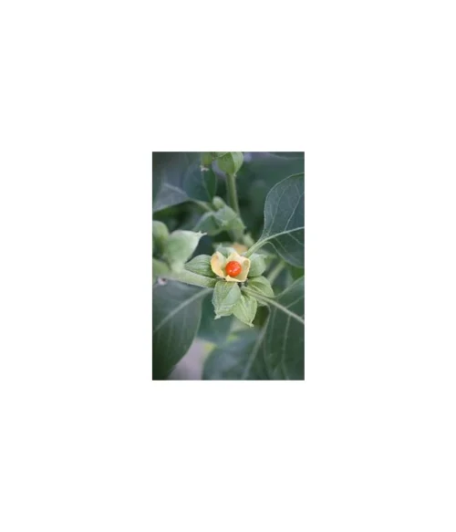 Ashwagandha - 500 mg, 60 kapsúl – Obrázok 3