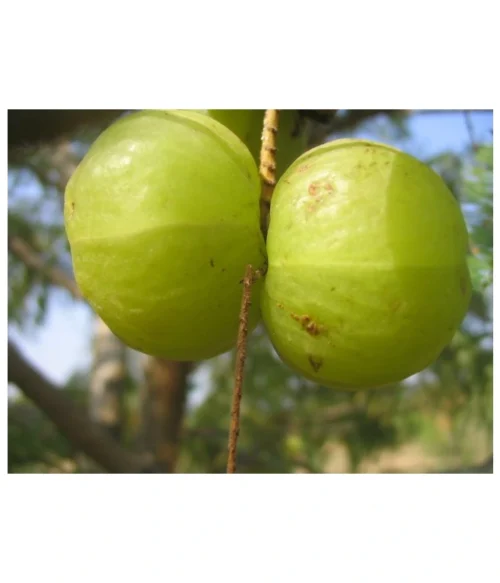 Triphala - Zápcha, Trávenie - 500 mg, 60 kapsúl – Obrázok 5