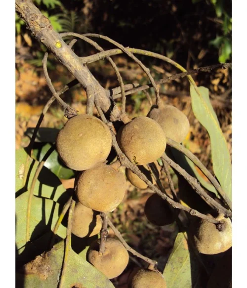 Triphala - Zápcha, Trávenie - 500 mg, 60 kapsúl – Obrázok 4