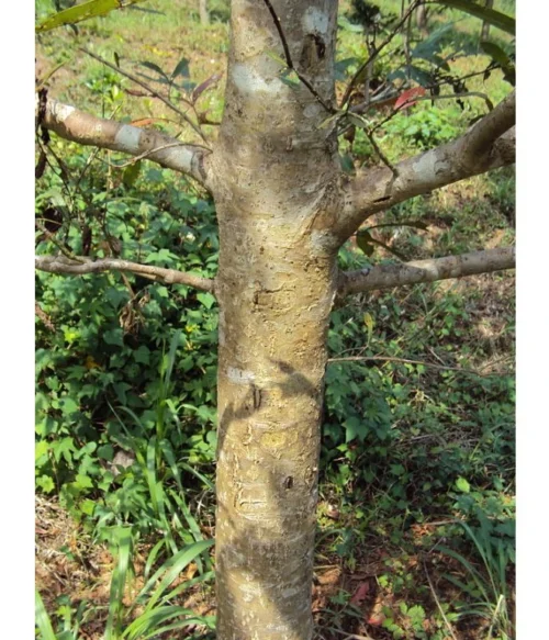 Arjuna - Srdce, Krvný tlak - 500 mg, 60 kapsúl – Obrázok 3