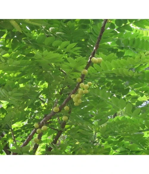 Amla Amalaki Rasayan - Imunita, Vitalita - 500 mg, 60 kapsúl – Obrázok 5