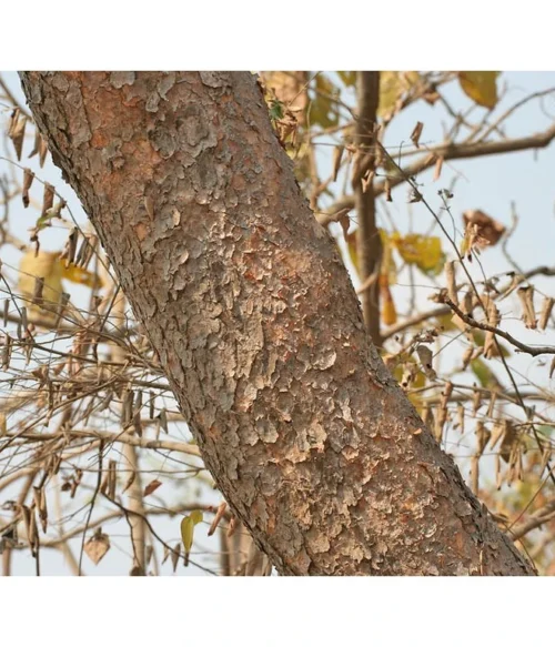 Boswellia-Curcumin - Kĺby, Zápaly - 500 mg, 60 kapsúl – Obrázok 3